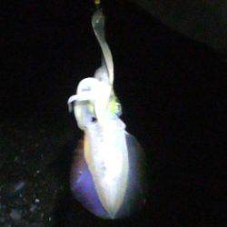 石津浜、夜中にアオリイカ釣行　その後、御前崎でサゴシ